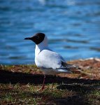 Mewa śmieszka, śmieszka (Chroicocephalus ridibundus)