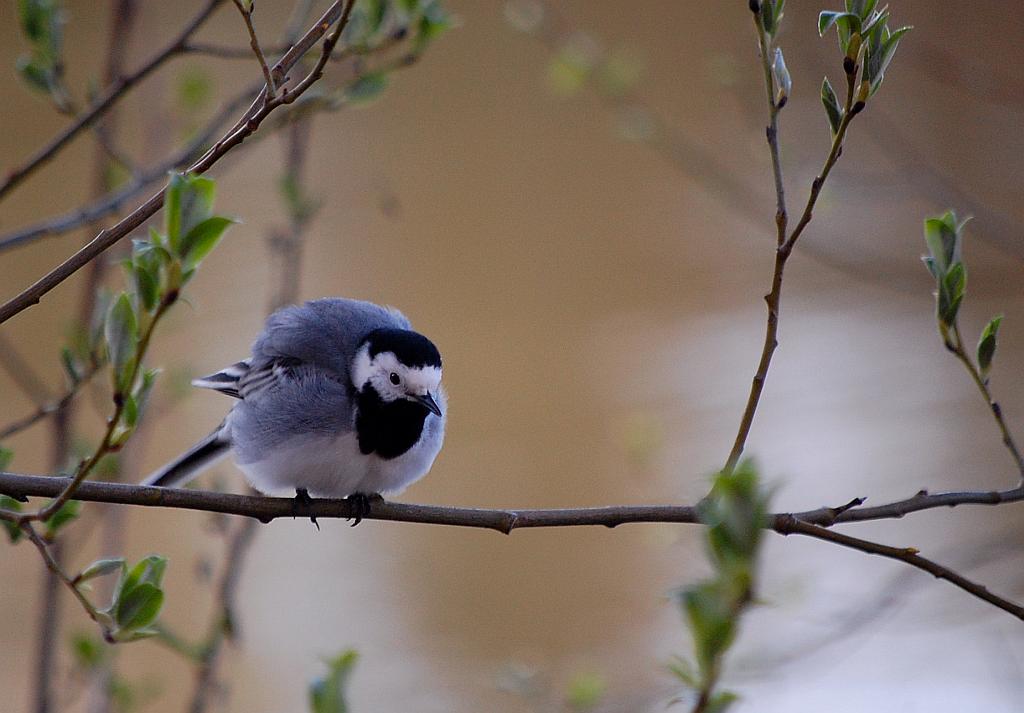 Pliszka siwa (Motacilla alba)