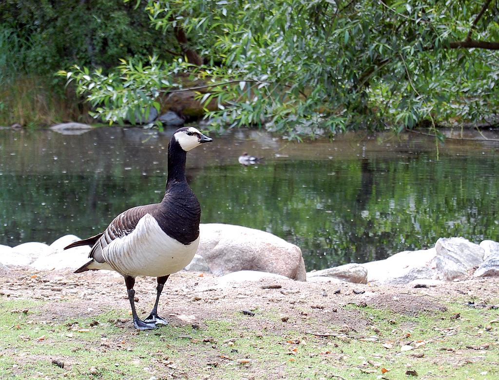 Bernikla białolica (Branta leucopsis)