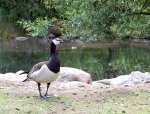 Bernikla białolica (Branta leucopsis)