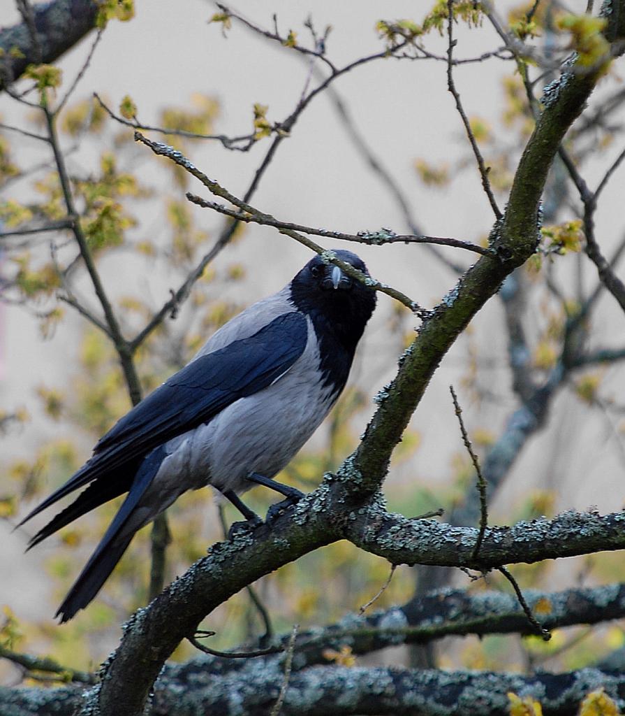 Wrona, wrona siwa (Corvus cornix)