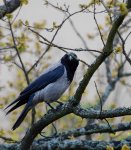 Wrona, wrona siwa (Corvus cornix)