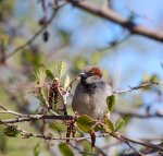 Wróbel zwyczajny, wróbel domowy, wróbel, jagodnik (Passer domesticus)
