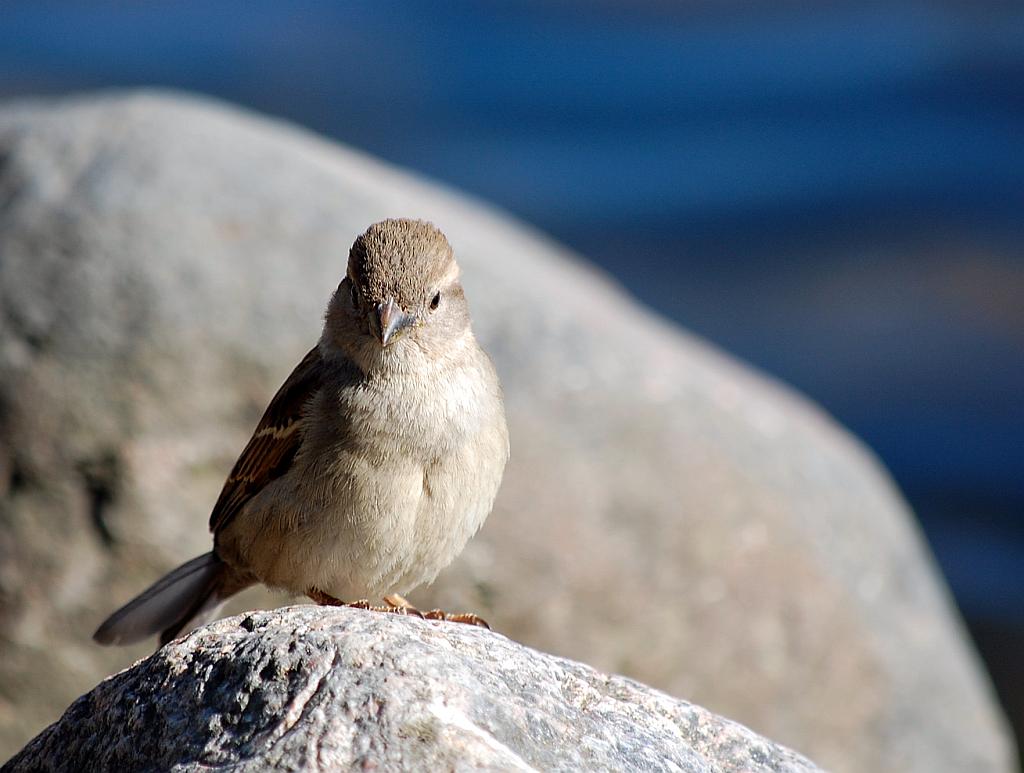 Wróbel zwyczajny, wróbel domowy, wróbel, jagodnik (Passer domesticus)