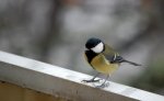 Bogatka, sikora bogatka (Parus major)
