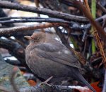 Kopciuszek zwyczajny, kopciuszek (Phoenicurus ochruros)