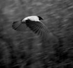 Wrona, wrona siwa (Corvus cornix)