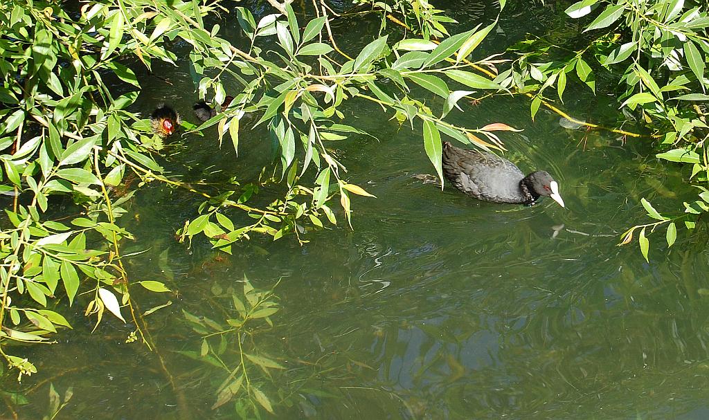 Łyska (Fulica atra)