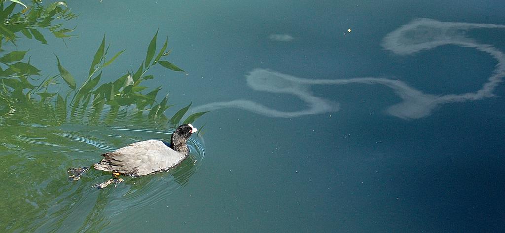 Łyska (Fulica atra)