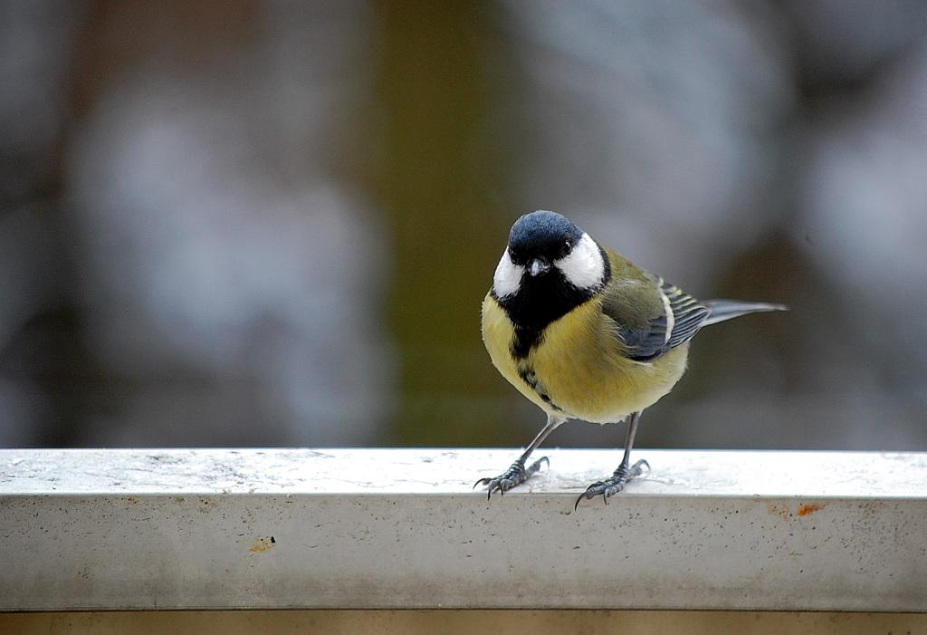 Bogatka, sikora bogatka (Parus major)