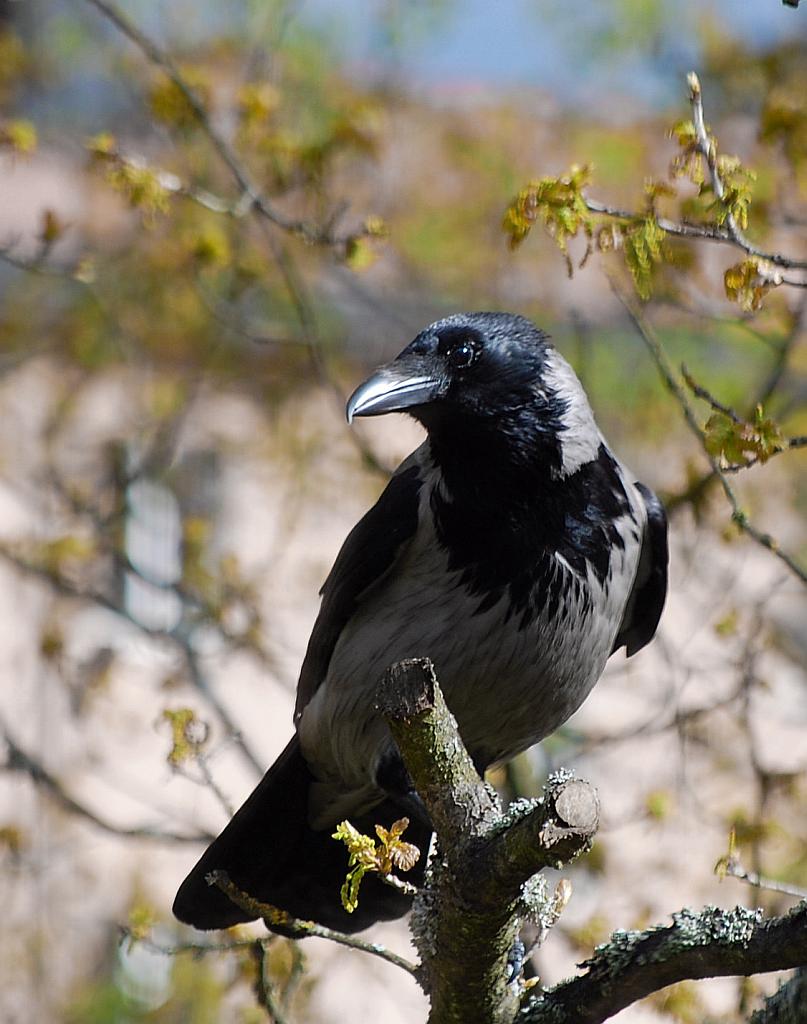 Wrona, wrona siwa (Corvus cornix)