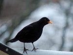 Kos (Turdus merula)