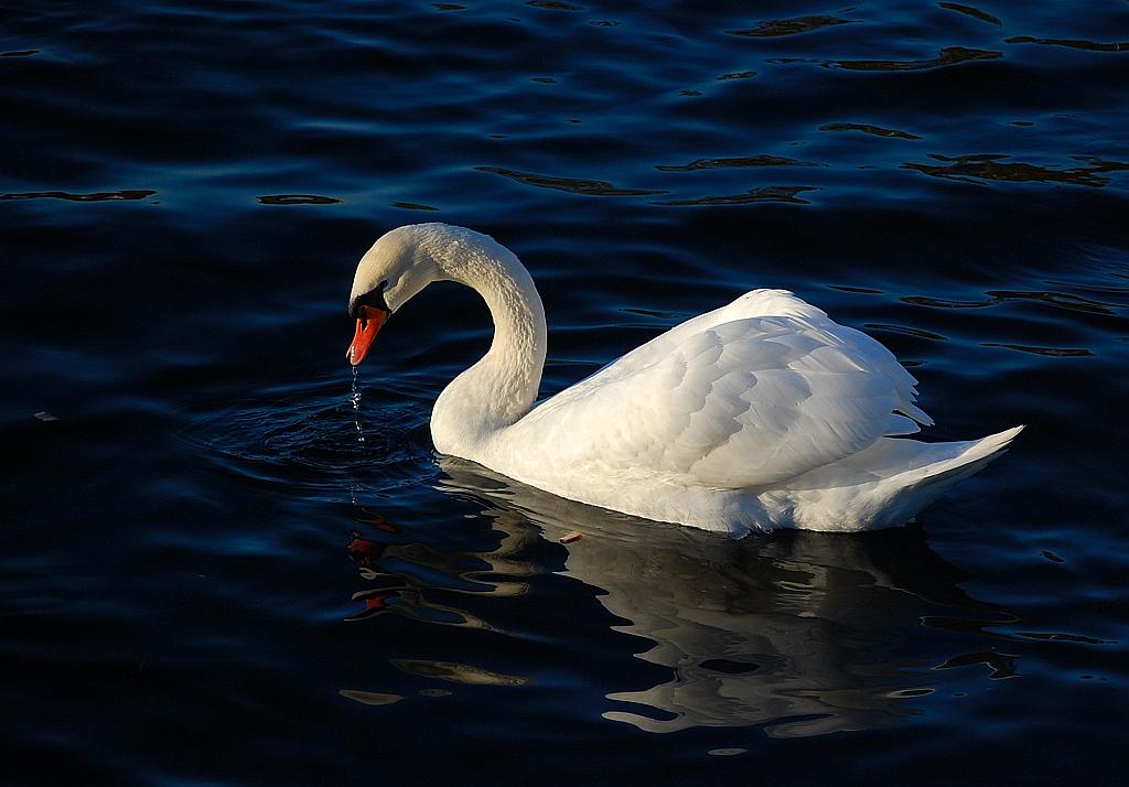 Łabędź niemy (Cygnus olor)