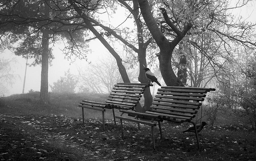 Wrona, wrona siwa (Corvus cornix)