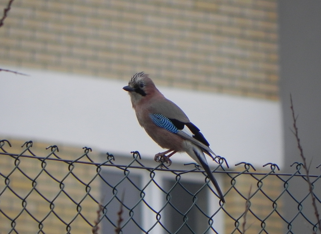 Sójka zwyczajna, sójka, sójka żołędziówka (Garrulus glandarius)