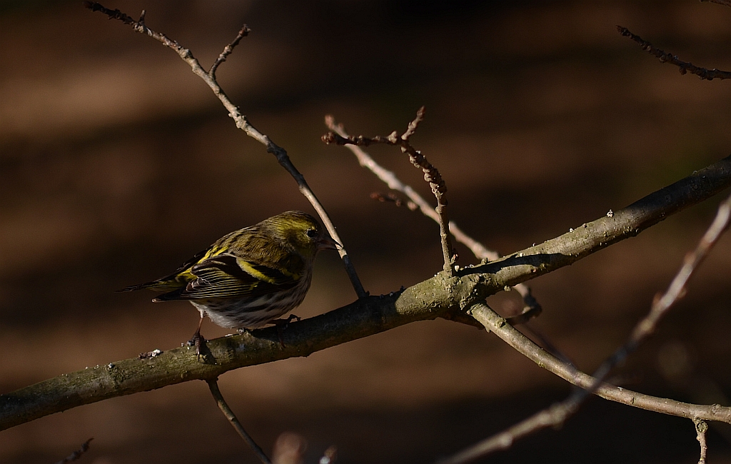 Czyż (Carduelis spinus)