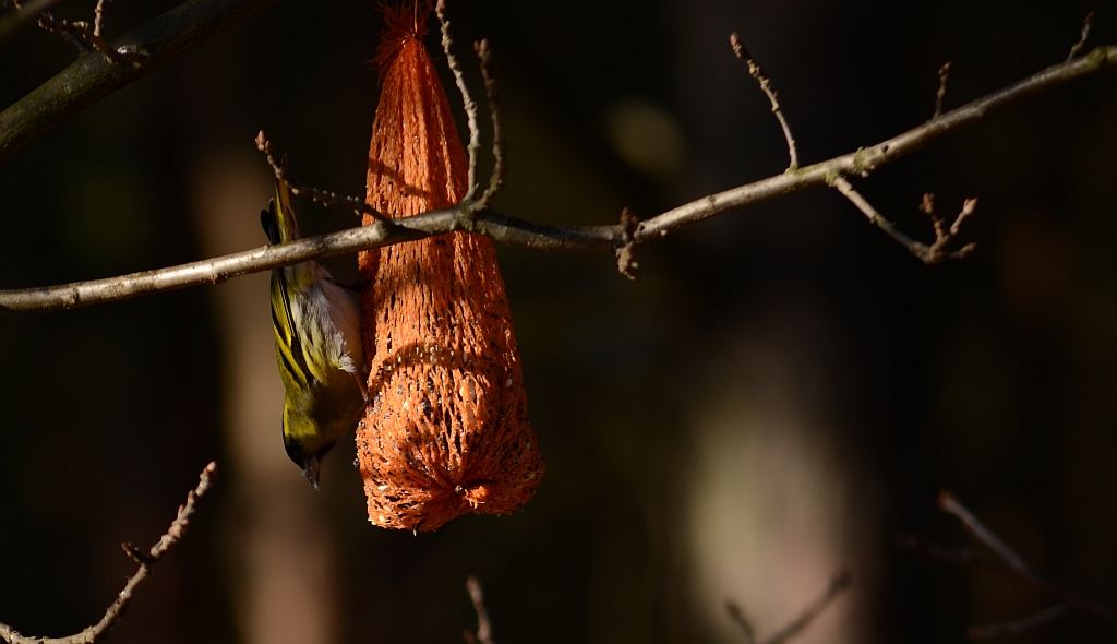 Czyż (Carduelis spinus)