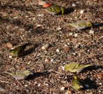 Czyż (Carduelis spinus)