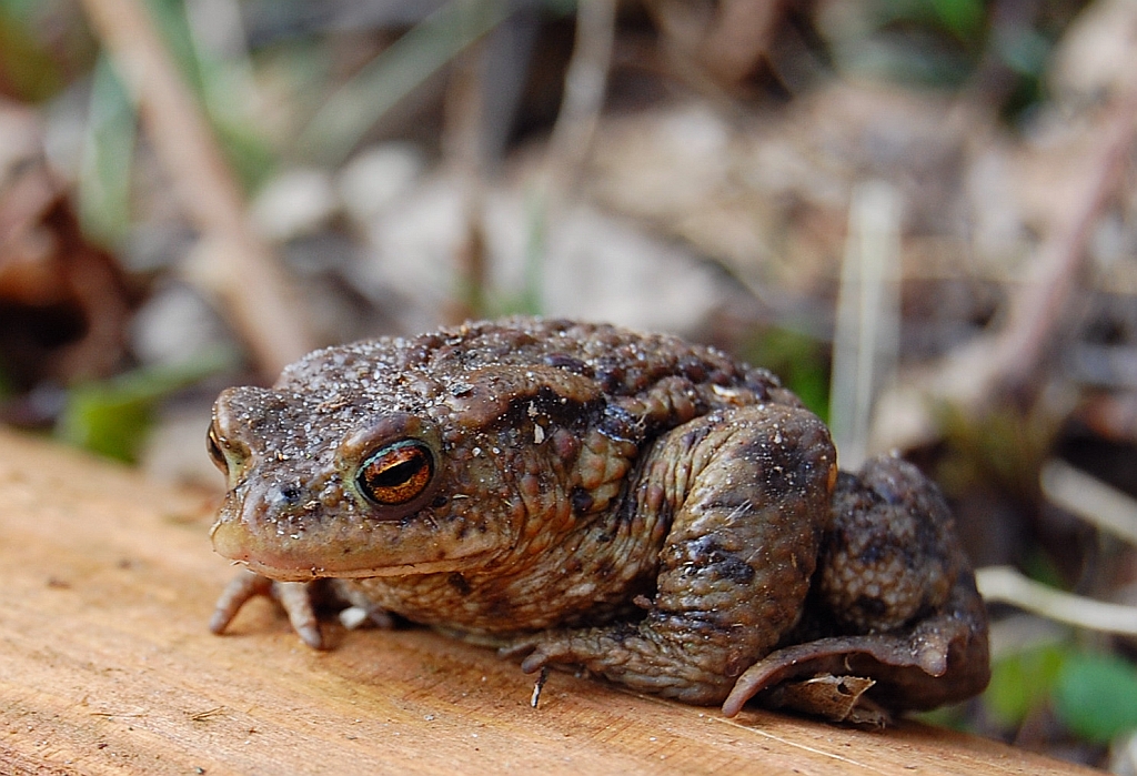 Ropucha szara, ropucha zwyczajna (Bufo bufo)