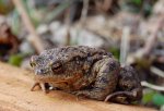 Ropucha szara, ropucha zwyczajna (Bufo bufo)