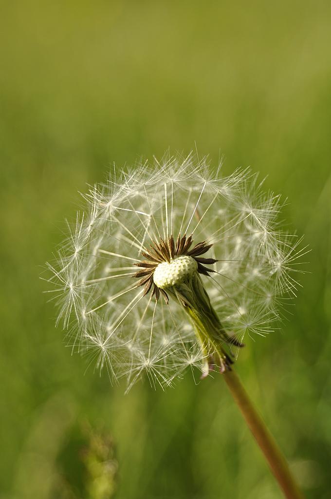 Mniszek pospolity, mniszek lekarski (Taraxacum officinale F. H. Wigg.)