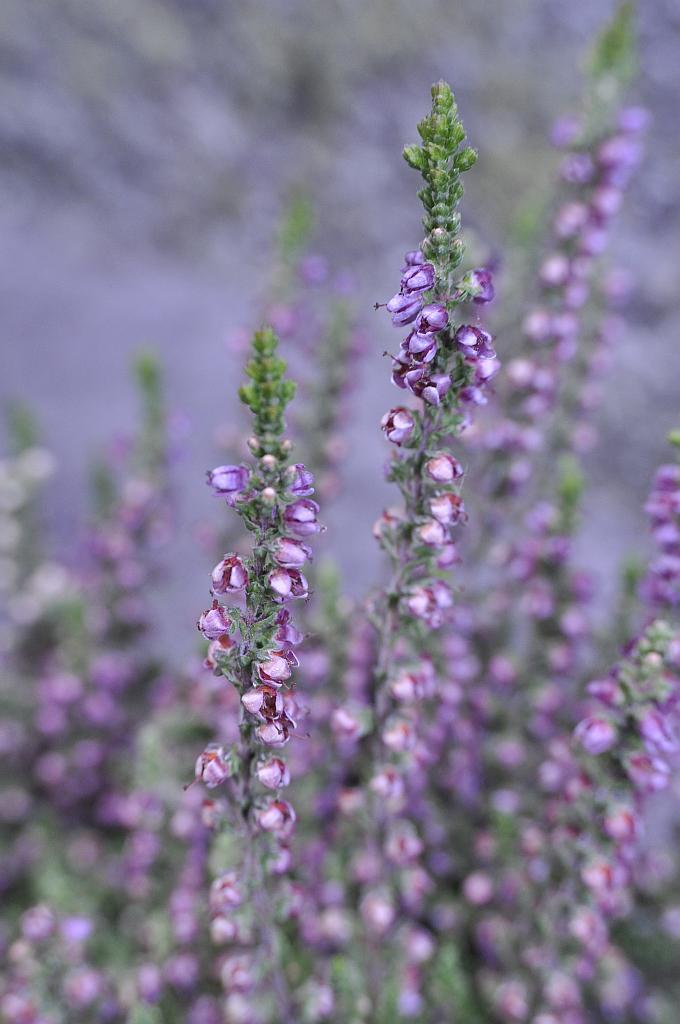 Wrzos zwyczajny, wrzos pospolity (Calluna vulgaris (L.) Hull)