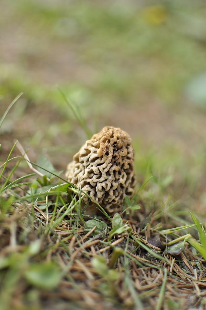 Smardz zwyczajny (Morchella vulgaris)