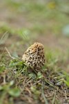 Smardz zwyczajny (Morchella vulgaris)