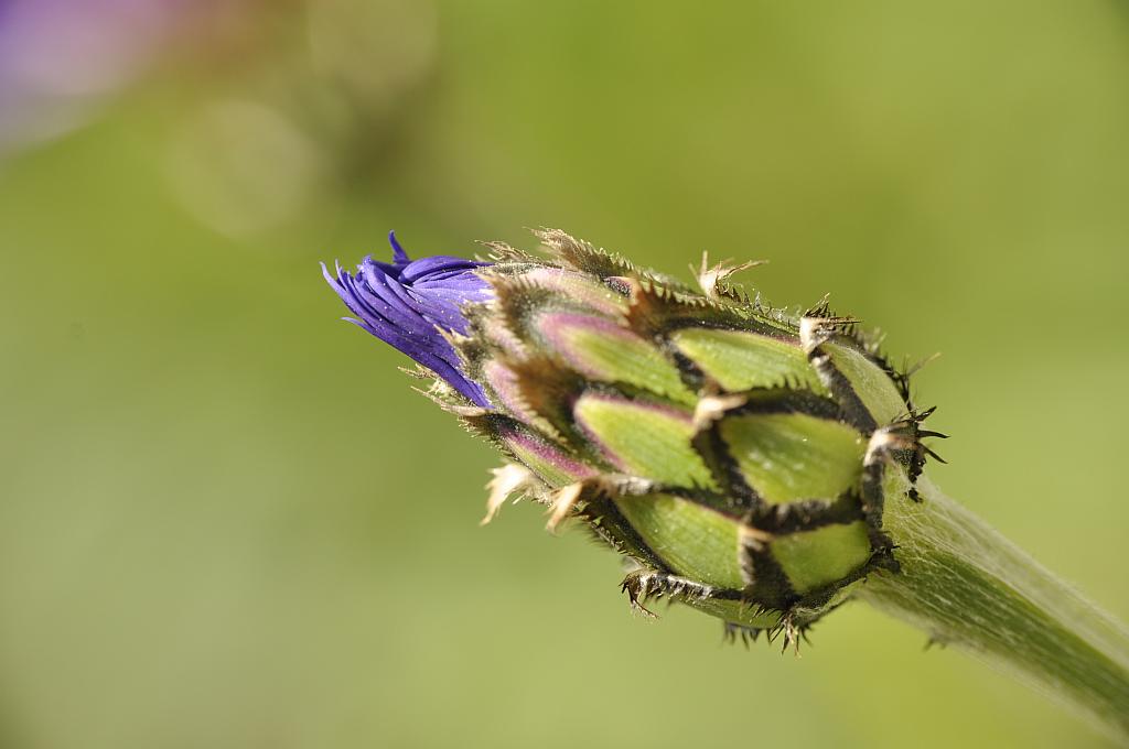 Ccaber bławatek (centaurea cyanus)