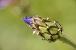 Ccaber bławatek (centaurea cyanus)