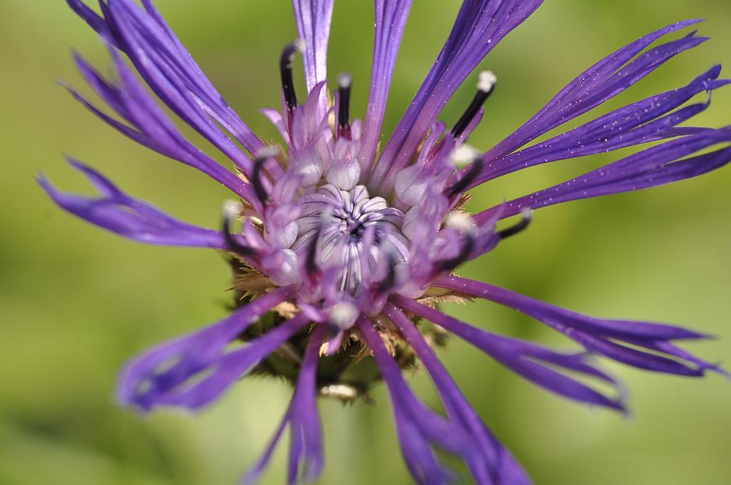 Chaber bławatek, centaurea cyanus