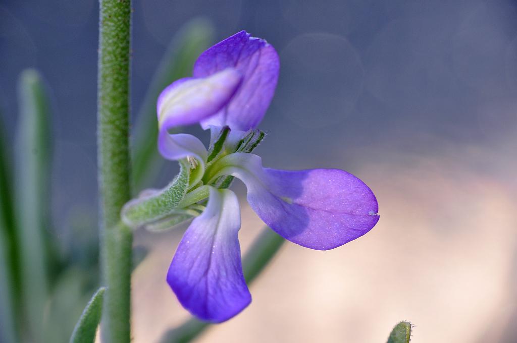 Maciejka - Lewkonia długopłatkowa (matthiola longipetala)