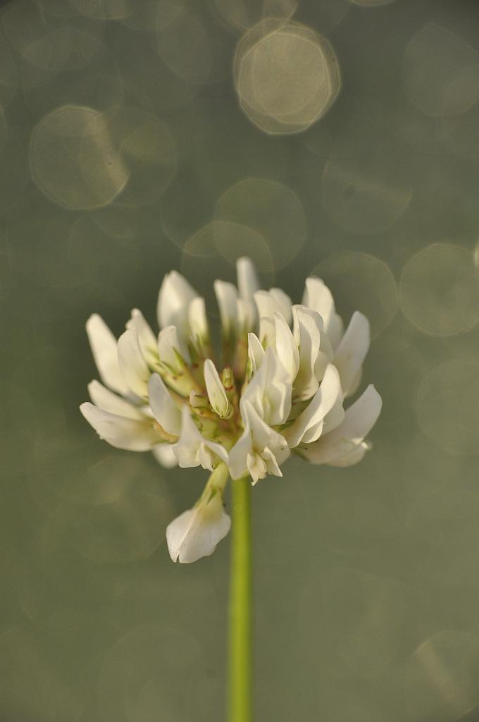 Koniczyna biała, koniczyna rozesłana (Trifolium repens L.)