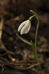 Śnieżyczka przebiśnieg (Galanthus nivalis L.)