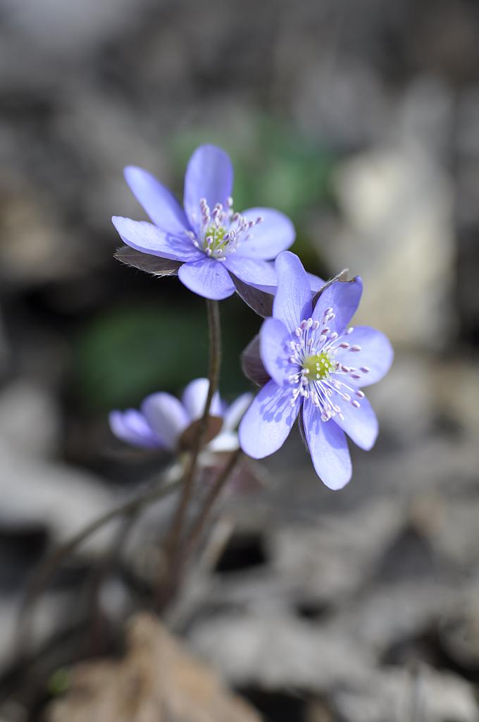 Przylaszczka pospolita (Hepatica nobilis Mill.)