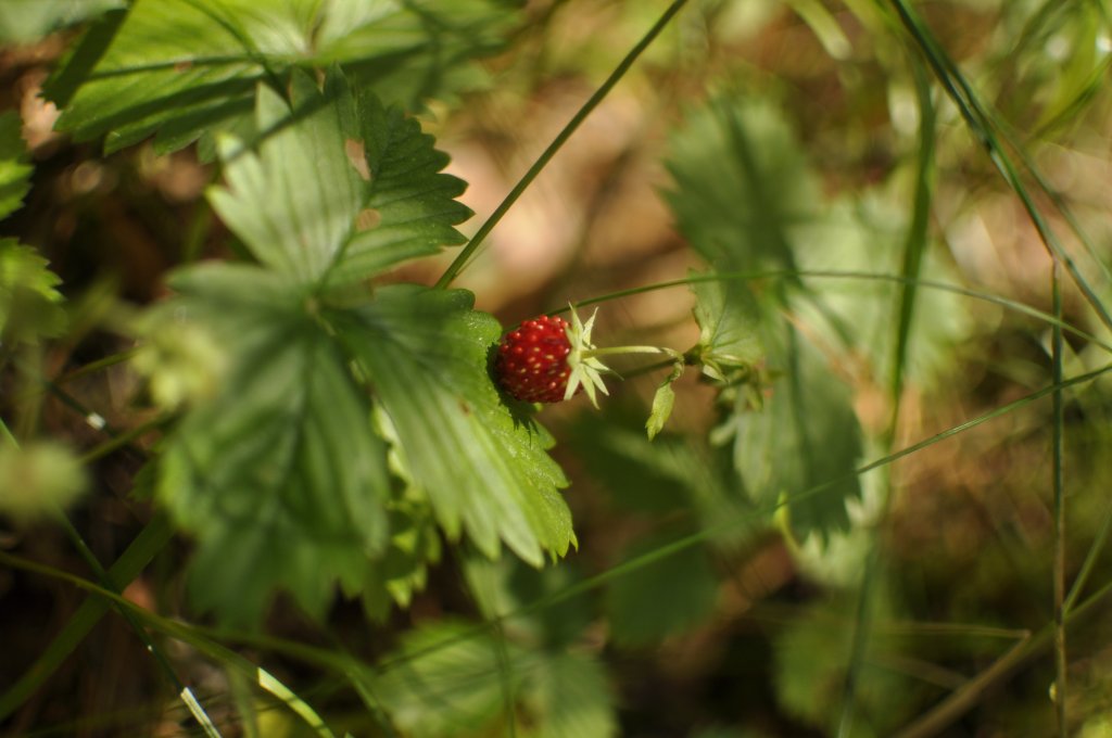 Poziomka pospolita (Fragaria vesca L.)
