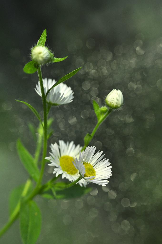 Przymiotno białe (Erigeron annuus (L.) Pers)