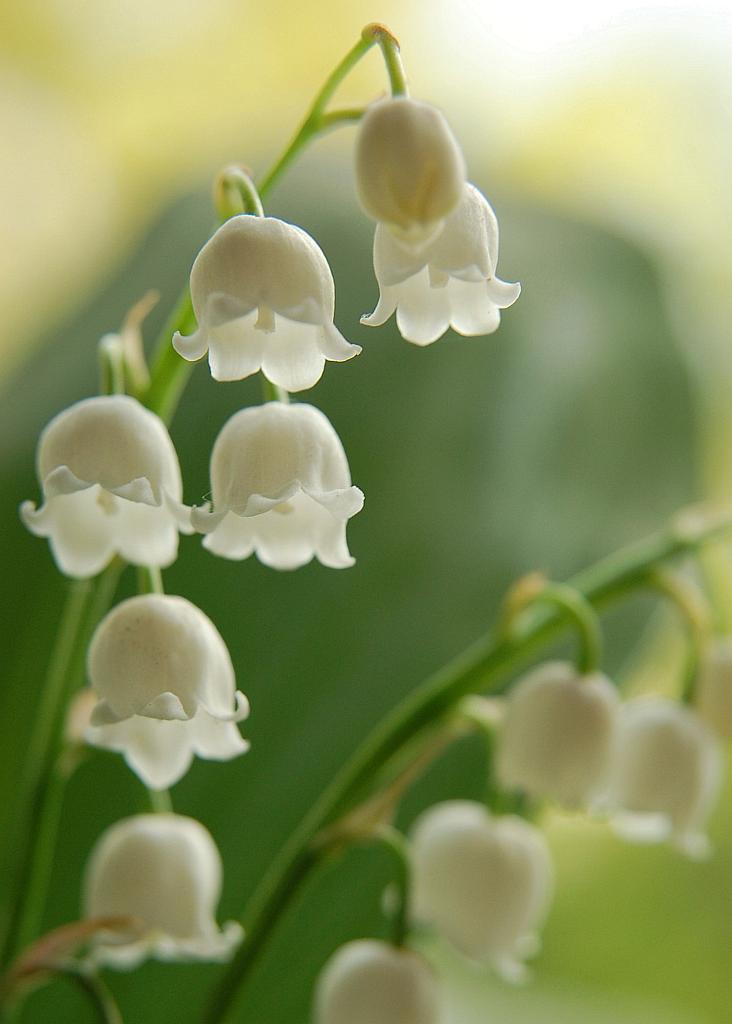 Konwalia majowa (Convallaria majalis L.)