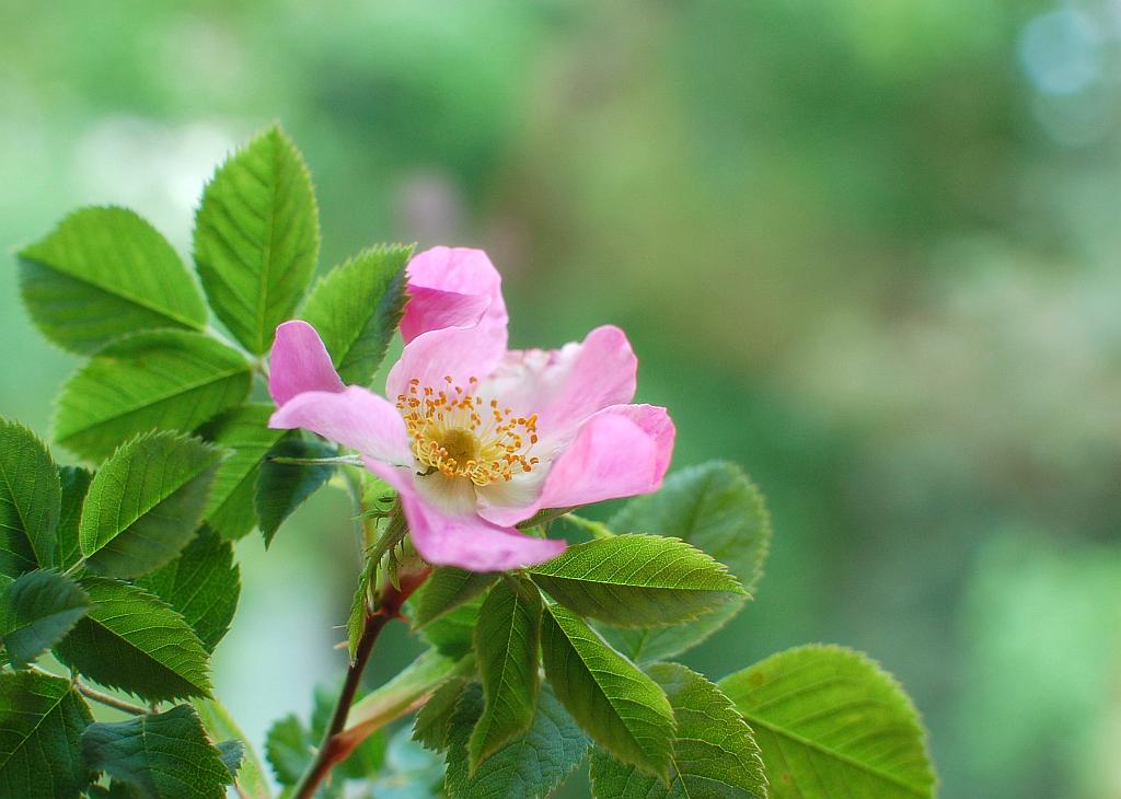 Róża dzika (Rosa canina L.)