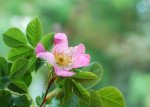 Róża dzika (Rosa canina L.)