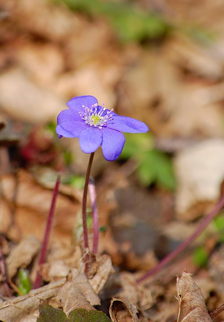 Przylaszczka pospolita (Hepatica nobilis Mill.)