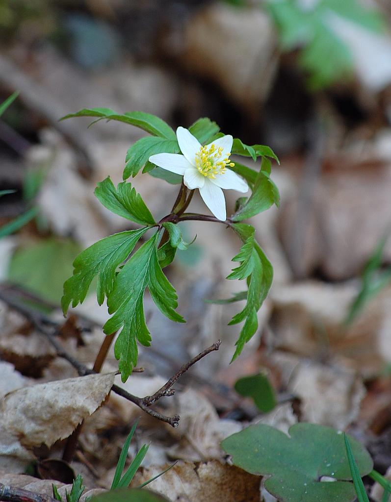 Zawilec gajowy (Anemone nemorosa L.)