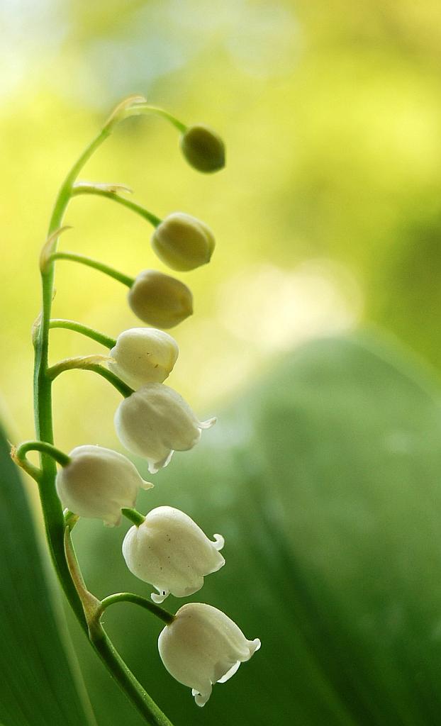 Konwalia majowa (Convallaria majalis L.)