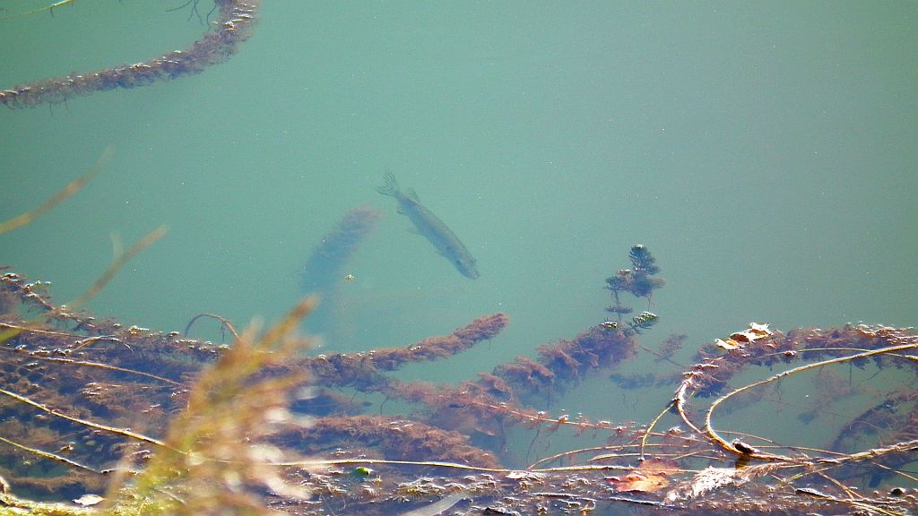 Szczupak pospolity (Esox lucius)