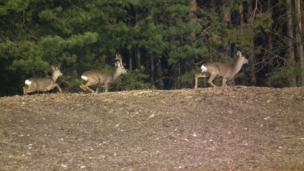 Sarna, sarna europejska (Capreolus capreolus)