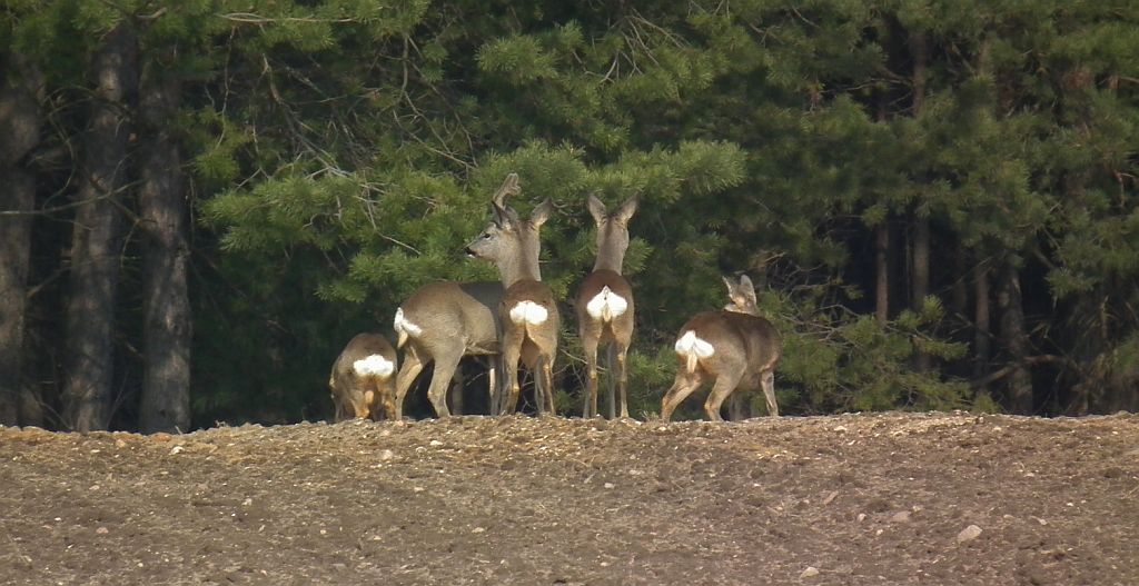 Sarna, sarna europejska (Capreolus capreolus)