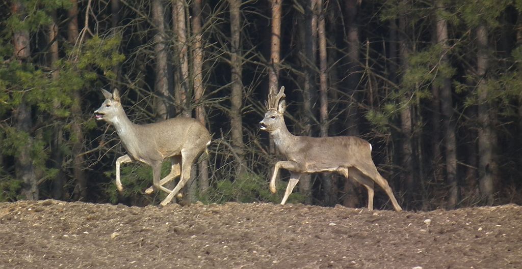Sarna, sarna europejska (Capreolus capreolus)