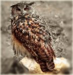 Puchacz zwyczajny, puchacz (Bubo bubo)