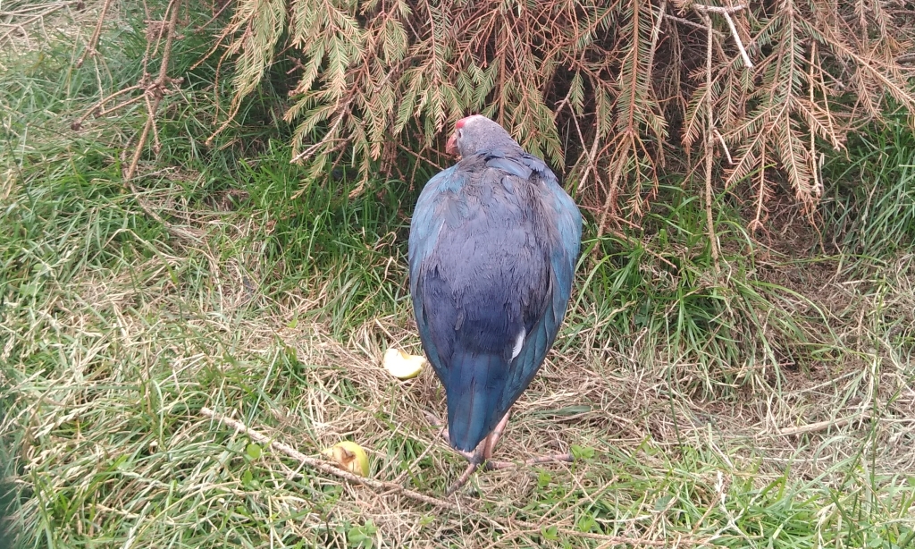 Modrzyk zwyczajny (Porphyrio porphyrio)
