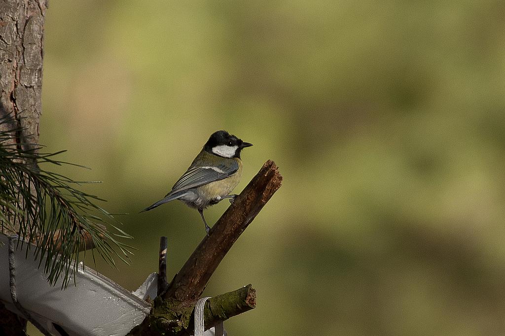 Sikora bogatka (Parus major)